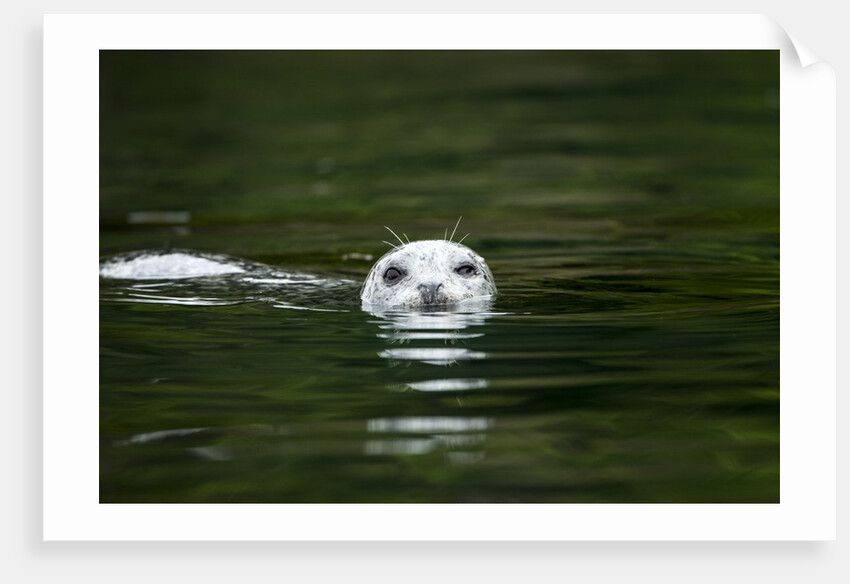 Harbor Seal, British Columbia, Canada by Anonymous