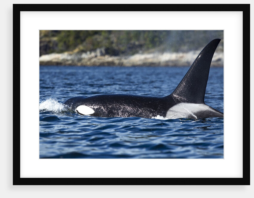 Killer Whale, BC, Canada by Anonymous