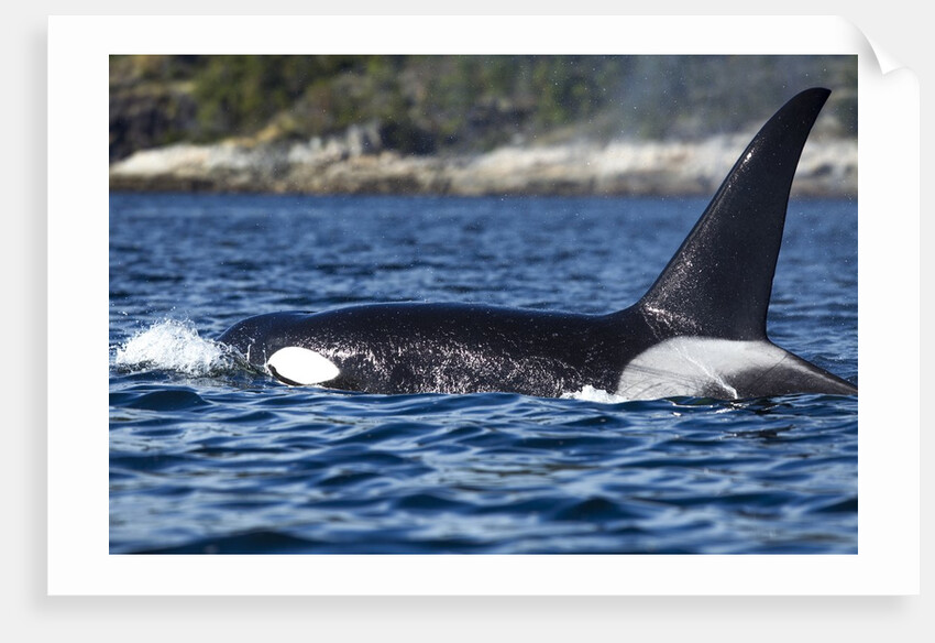 Killer Whale, BC, Canada by Anonymous