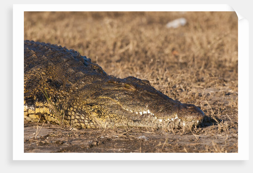 Nile Crocodile (Crocodylus niloticus) by Anonymous