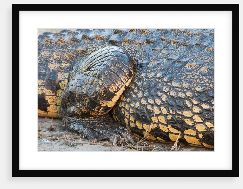 Nile Crocodile (Crocodylus niloticus) by Anonymous