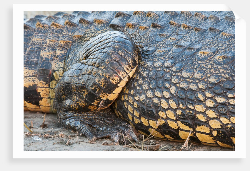 Nile Crocodile (Crocodylus niloticus) by Anonymous