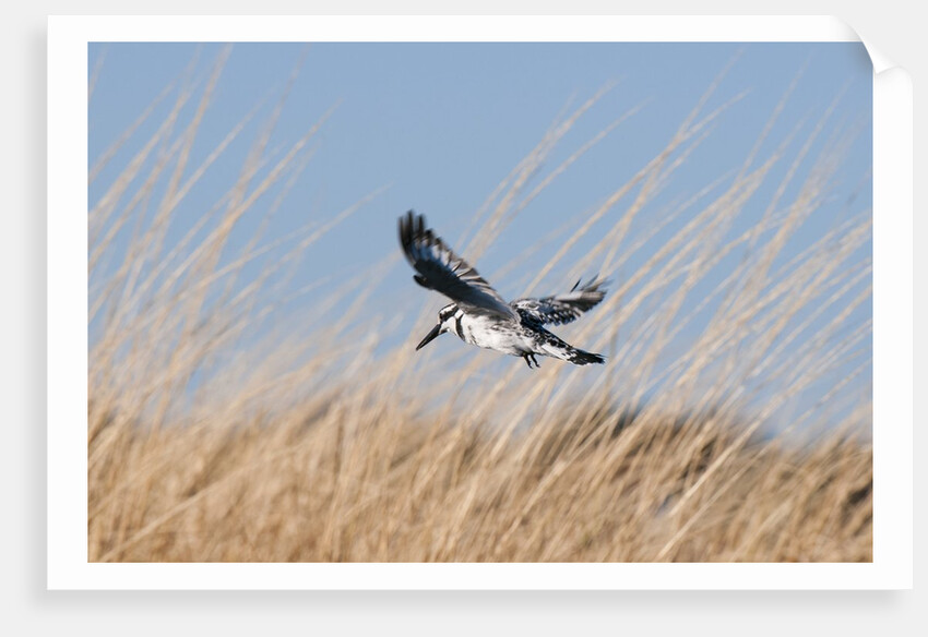 Pied Kingfisher (Ceryle rudis) by Anonymous