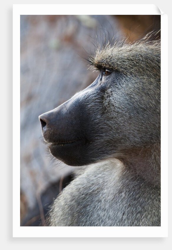 Chacma Baboon (Papio cynocephalus) by Anonymous