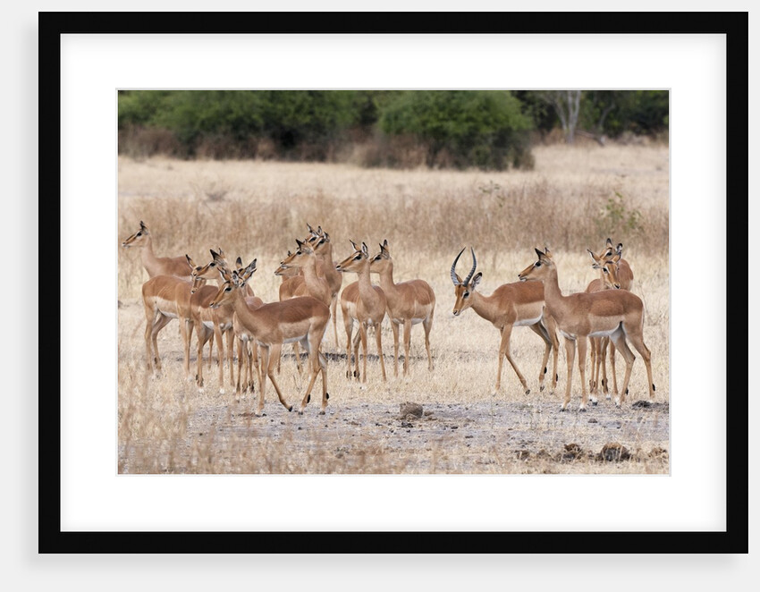 Impala (Aepyceros melampus) by Anonymous