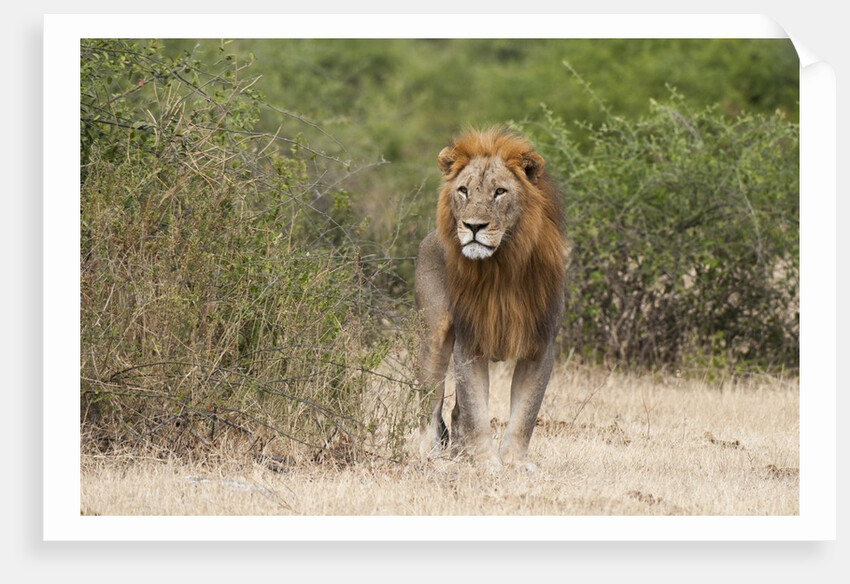 Lion (Panthera leo) by Anonymous