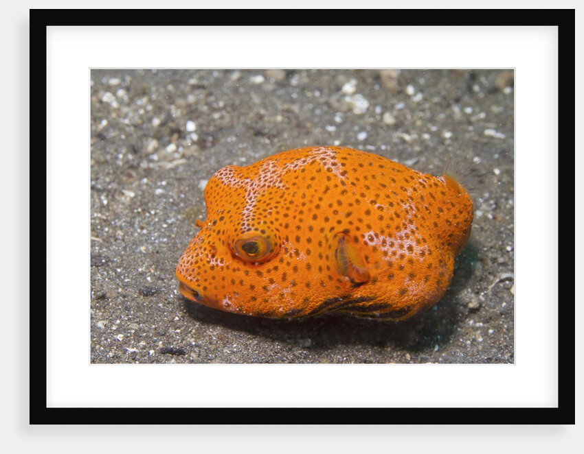 Star Puffer-juvenile by Anonymous