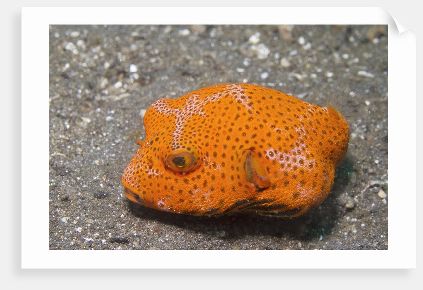 Star Puffer-juvenile by Anonymous