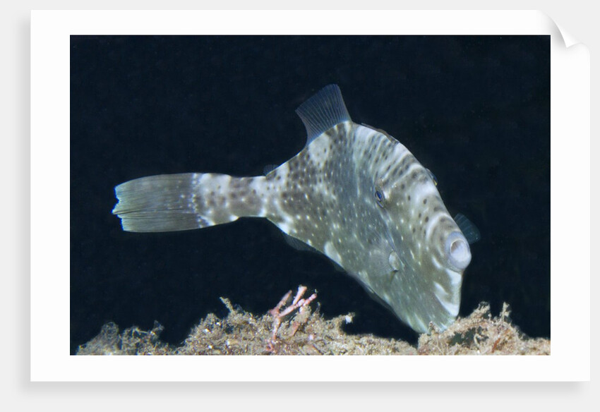 Strapweed Filefish by Anonymous
