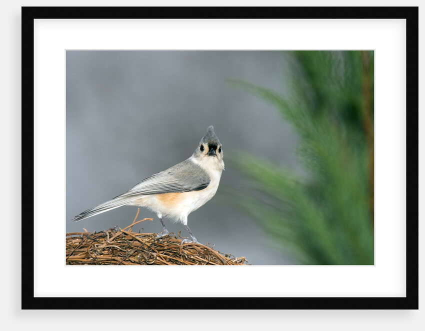 Tufted Titmouse by Anonymous
