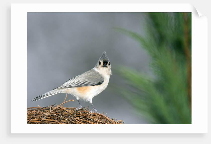 Tufted Titmouse by Anonymous