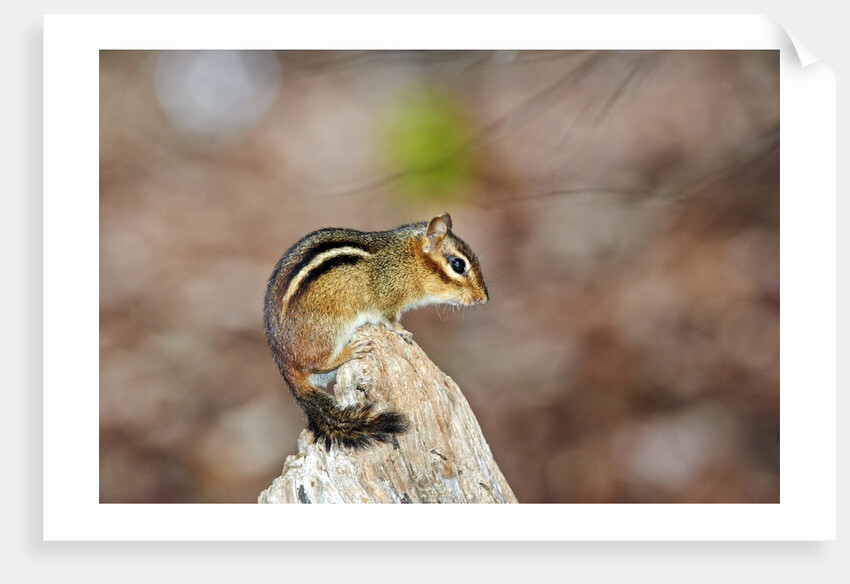 Eastern Chipmunk by Anonymous
