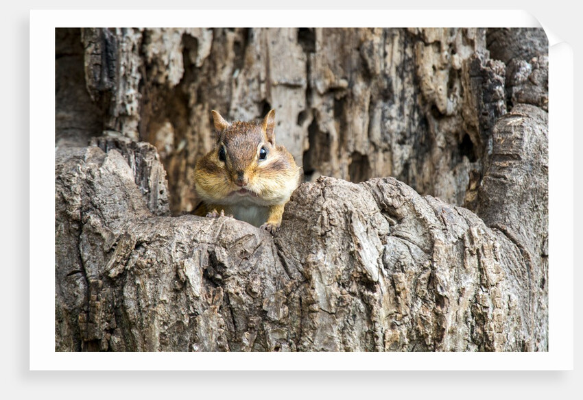 Eastern Chipmunk by Anonymous