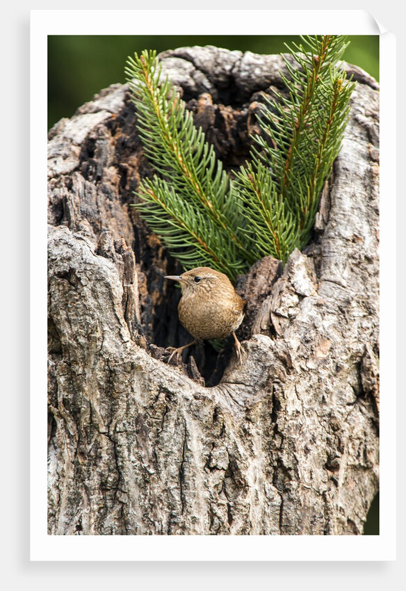 House Wren by Anonymous