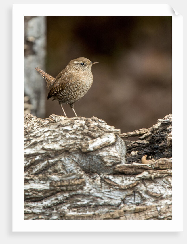 House Wren by Anonymous
