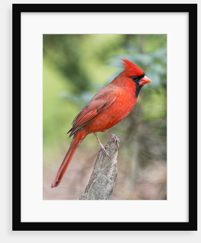 Northern Cardinal by Anonymous