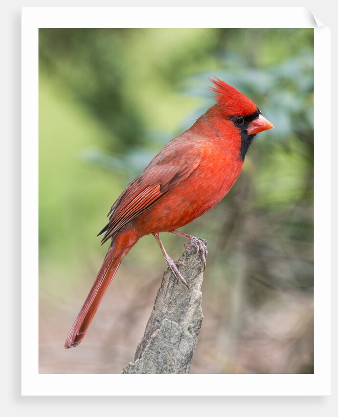 Northern Cardinal by Anonymous