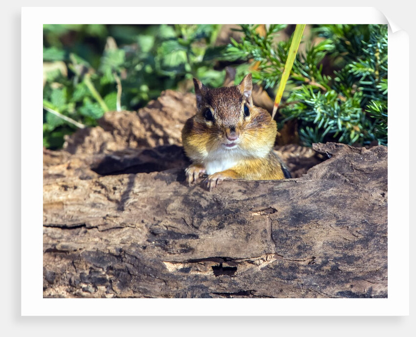 Eastern Chipmunk by Anonymous