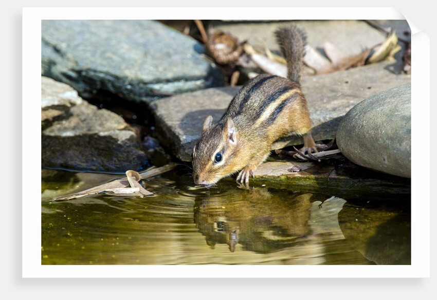Eastern Chipmunk by Anonymous