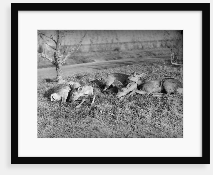 Young deer lay in a field in Belgium, ca. 1900 by Anonymous