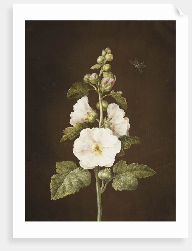 A Hollyhock by Barbara Regina Dietzsch
