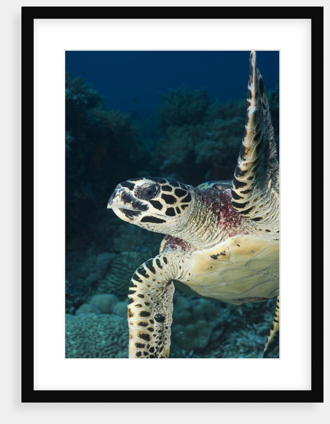 Hawksbill turtle (Eretmochelys imbricata) by Anonymous