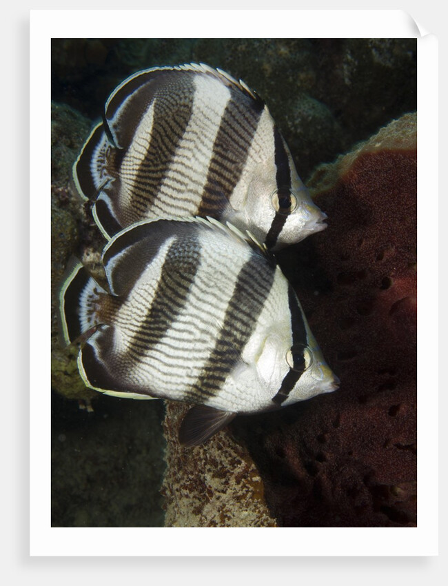Pair of Banded butterflyfish (Chaetodon striatus) by Anonymous