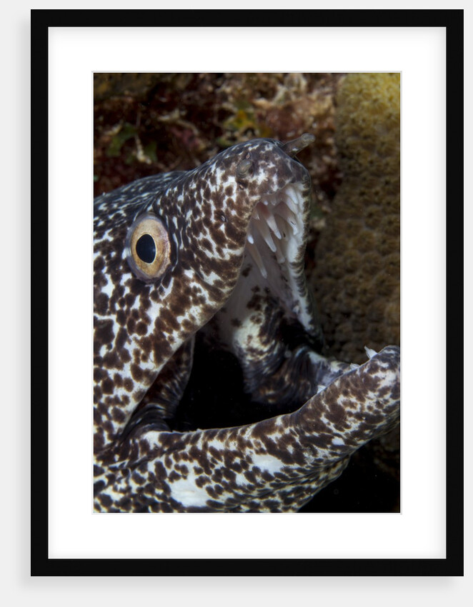 Spotted moray eel (Gymnothorax moringa) by Anonymous
