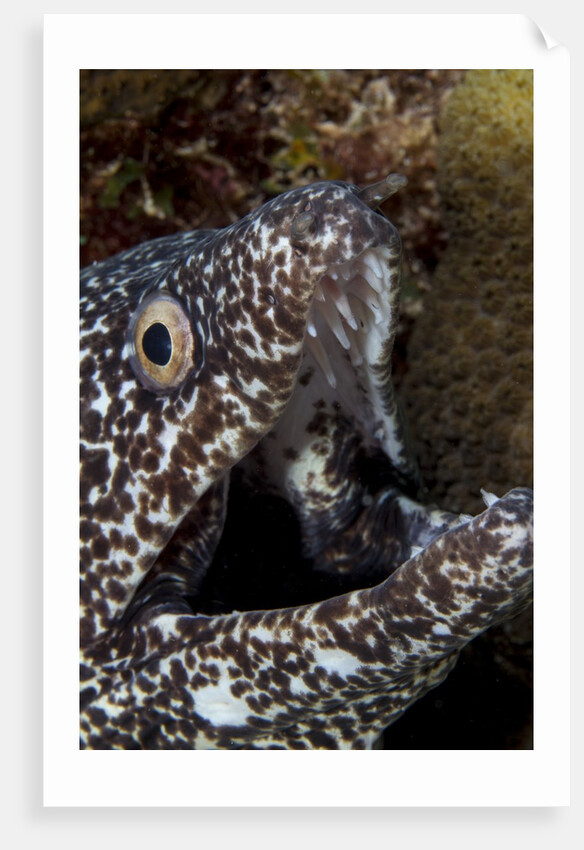Spotted moray eel (Gymnothorax moringa) by Anonymous