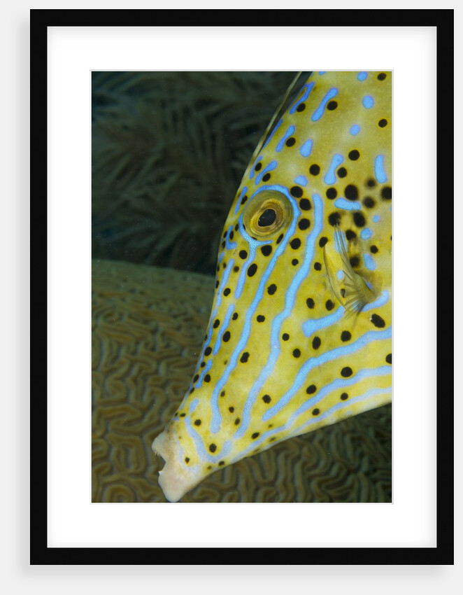 Face of Scrawled filefish (Aluterus scriptus) by Anonymous
