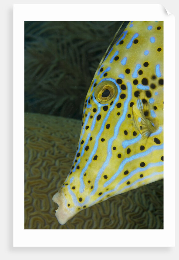 Face of Scrawled filefish (Aluterus scriptus) by Anonymous
