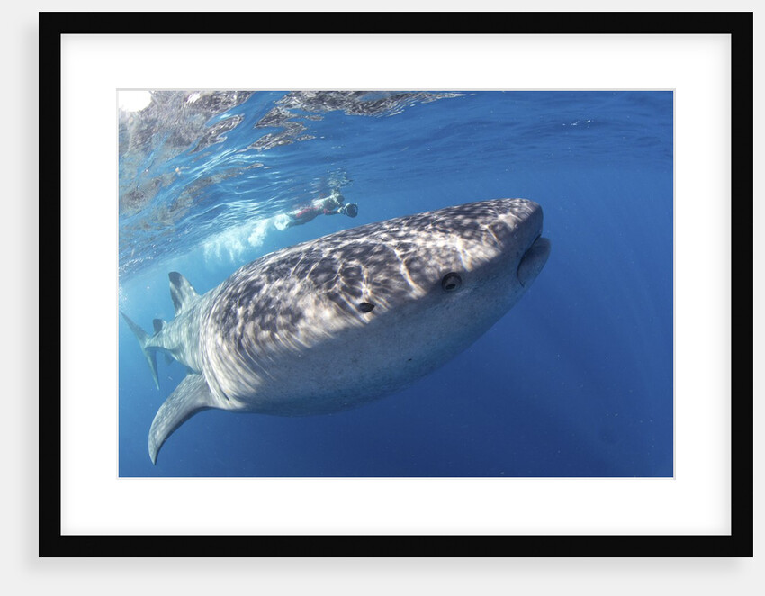 Whale shark (Rhincodon typus) by Anonymous