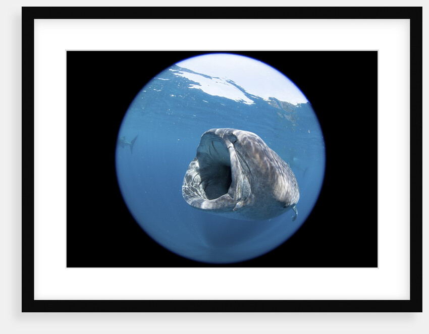 Whale shark (Rhincodon typus) by Anonymous
