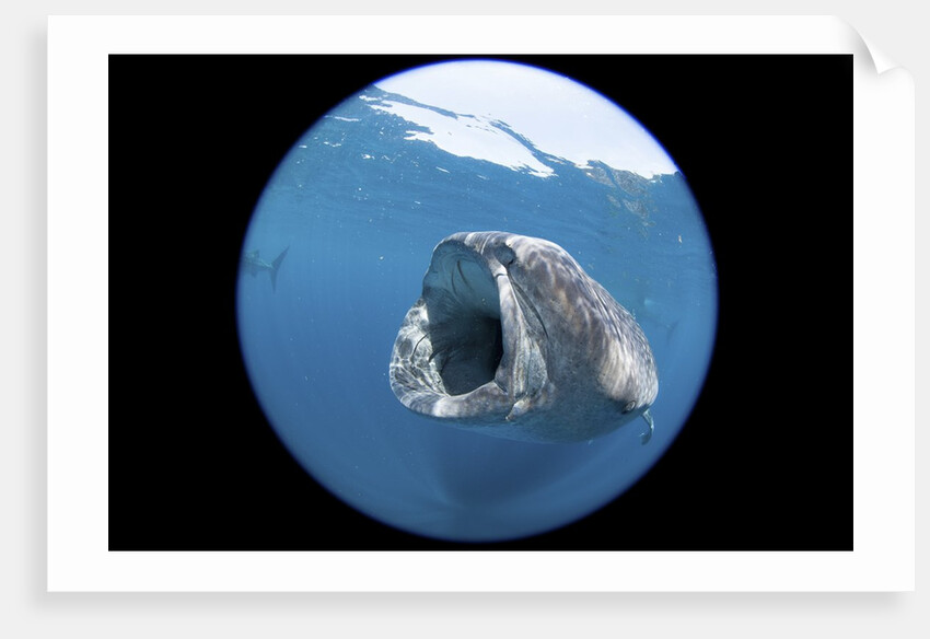 Whale shark (Rhincodon typus) by Anonymous