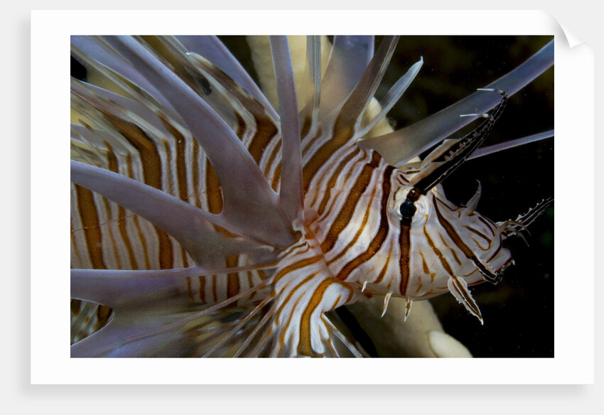 Close-up of Red lionfish (Pterois volitans) by Anonymous