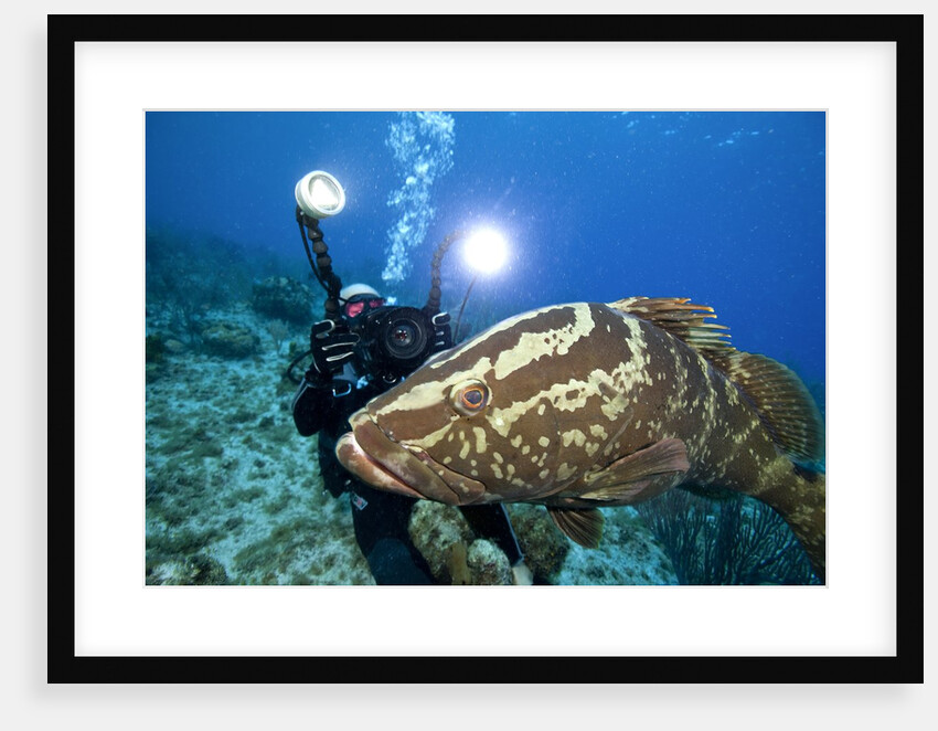 Photographer and Nassau Grouper by Anonymous