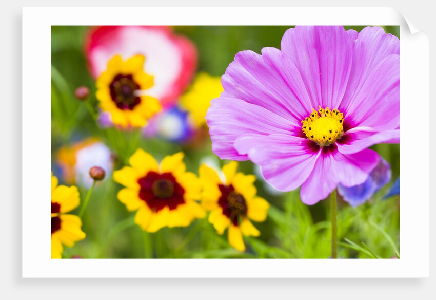 Wildflowers by Anonymous