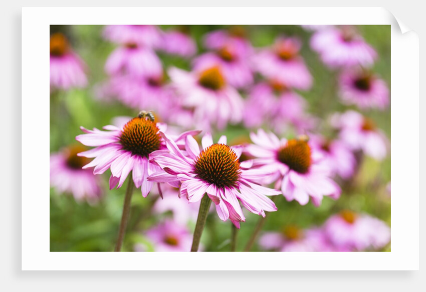 Flowering garden by Anonymous
