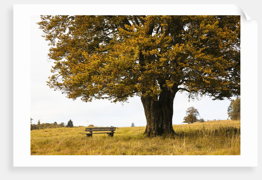 Beech tree in atumn by Anonymous