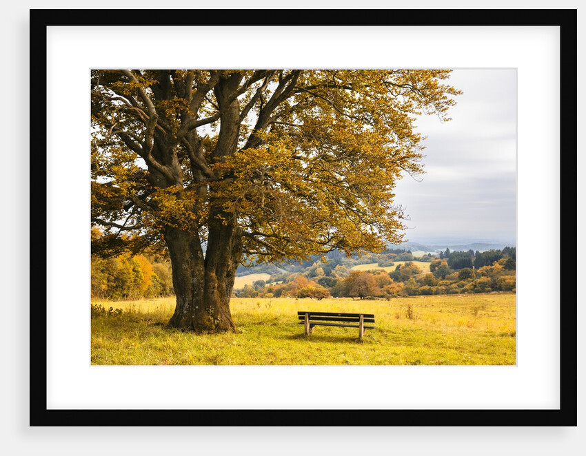 Beech tree in atumn by Anonymous