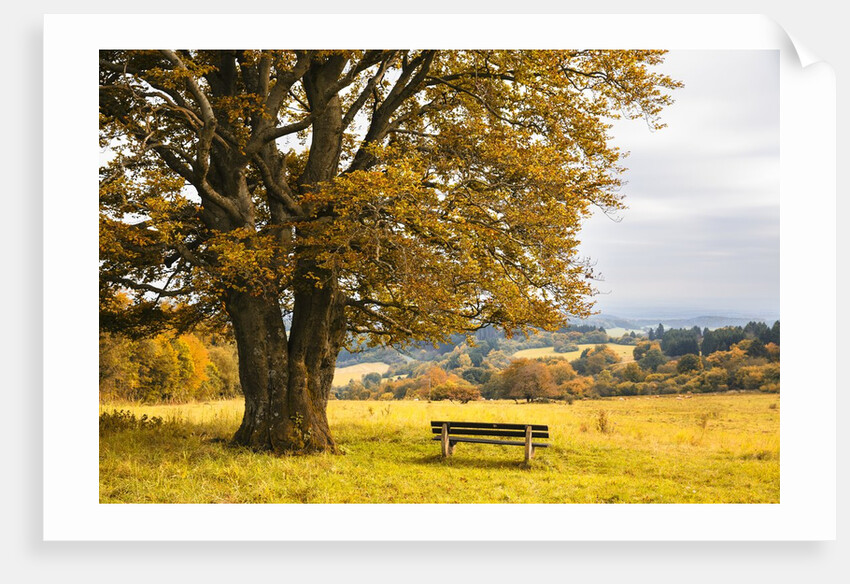 Beech tree in atumn by Anonymous