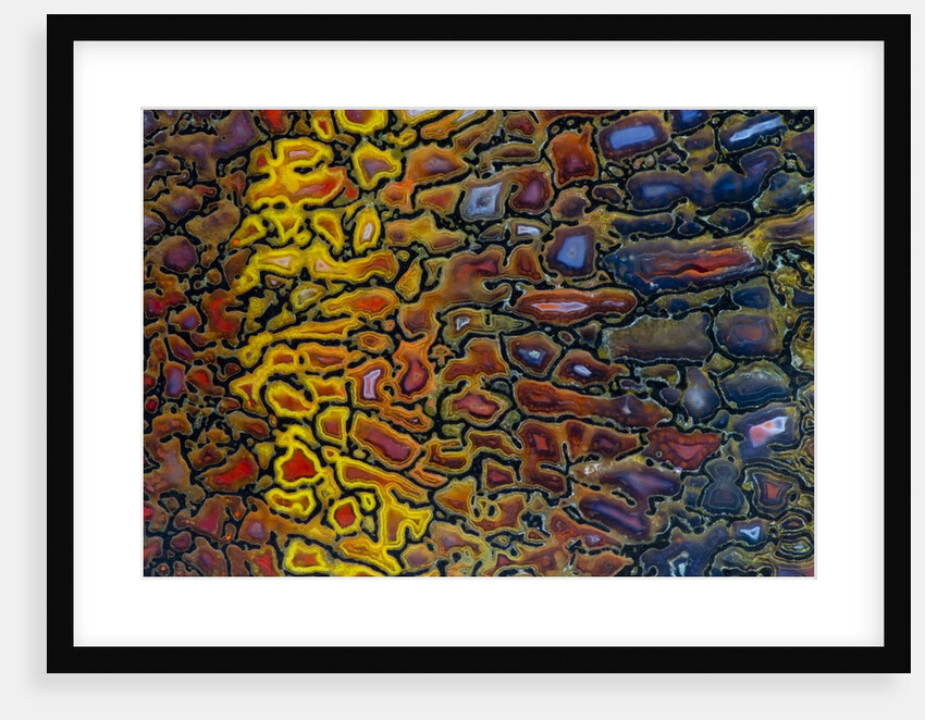 Colorful Petrified Dino Bone by Anonymous