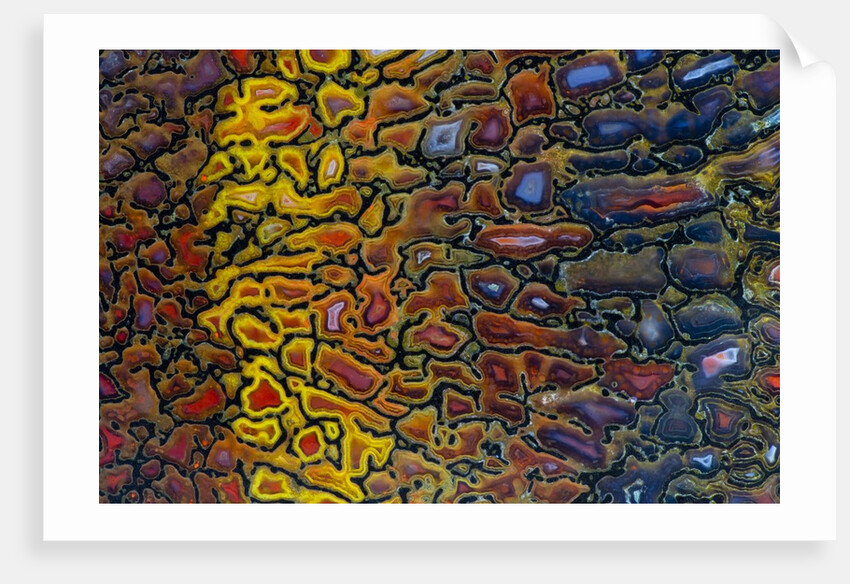 Colorful Petrified Dino Bone by Anonymous