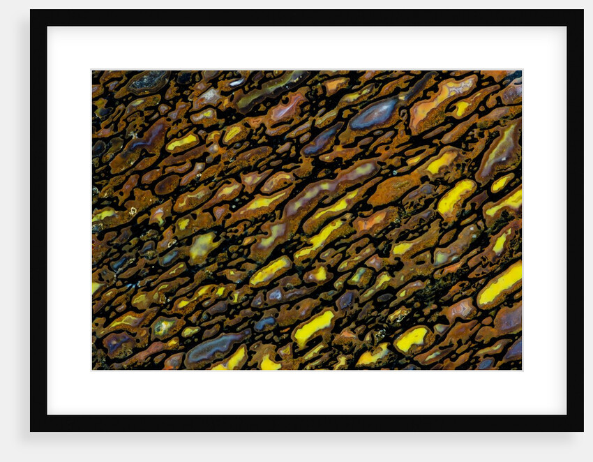 Colorful Petrified Dino Bone by Anonymous