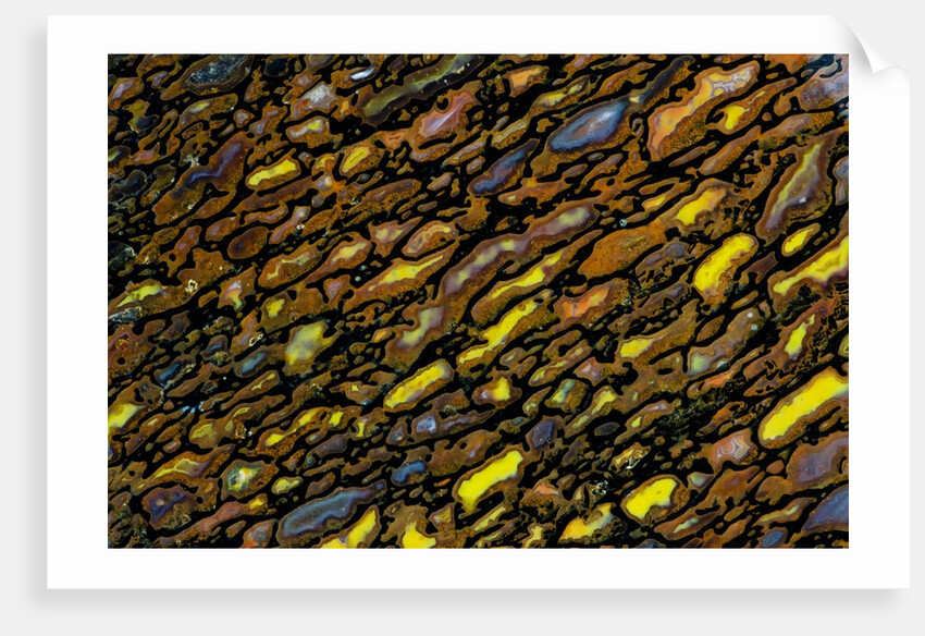 Colorful Petrified Dino Bone by Anonymous