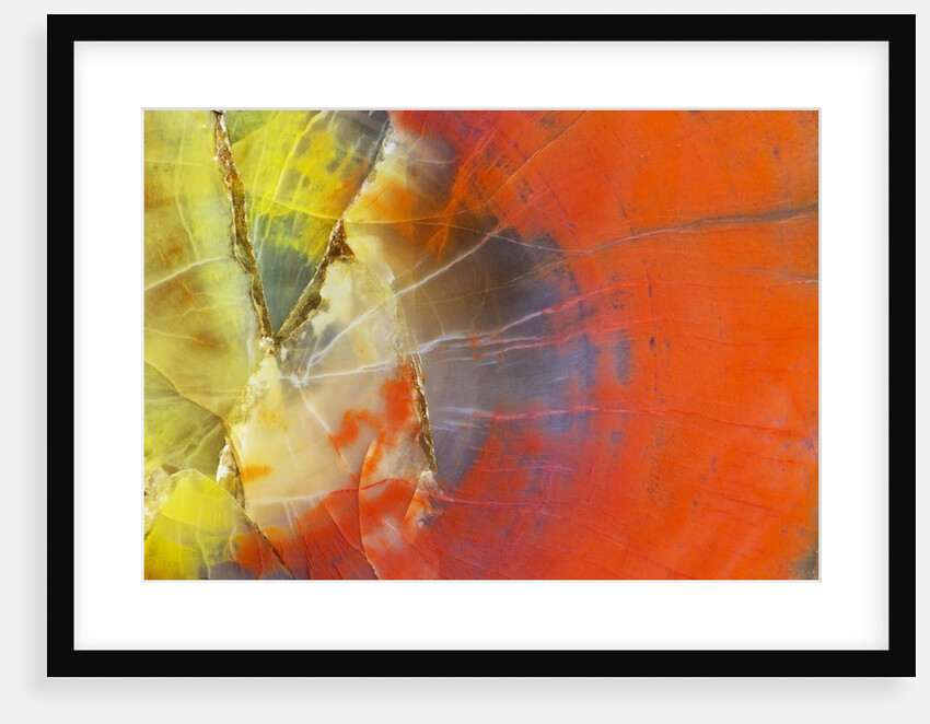 Colorful Petrified Wood by Anonymous