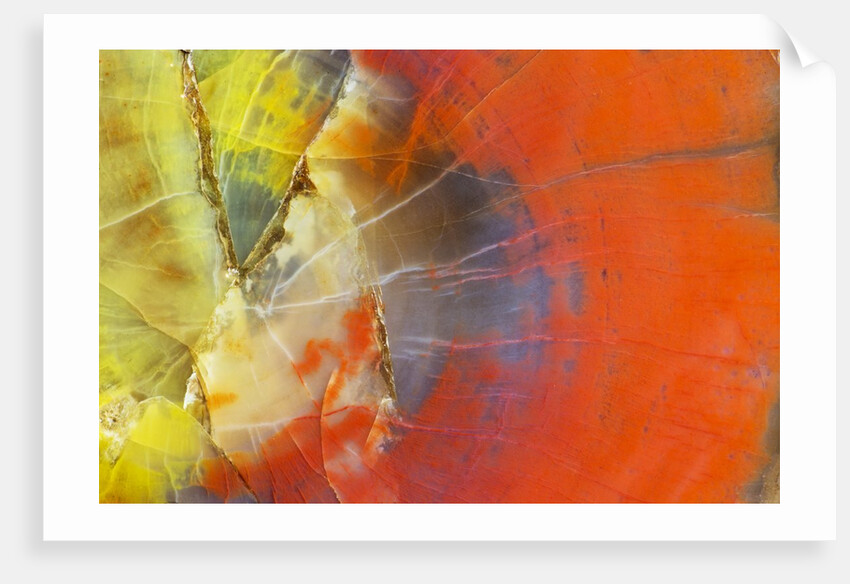 Colorful Petrified Wood by Anonymous