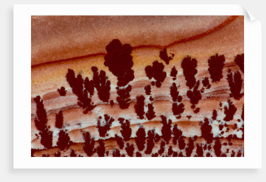 Close up Apache Jasper by Anonymous