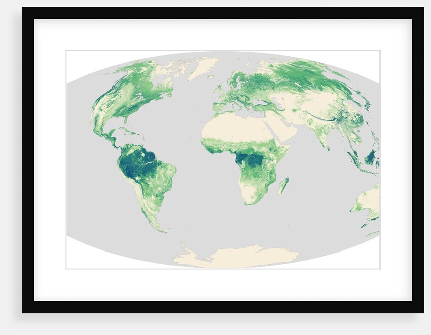 Global Forest Heights by Anonymous