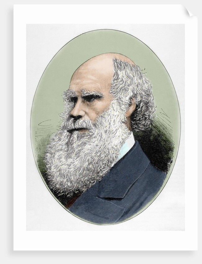 Darwin, Charles Robert (1809-1882) British naturalist. Colored engraving by Anonymous